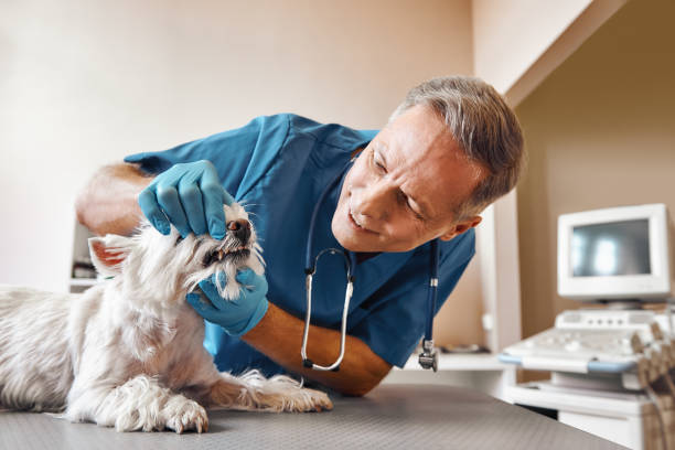 Best Emergency Dental Care for Abscessed Tooth in Winter Springs, FL